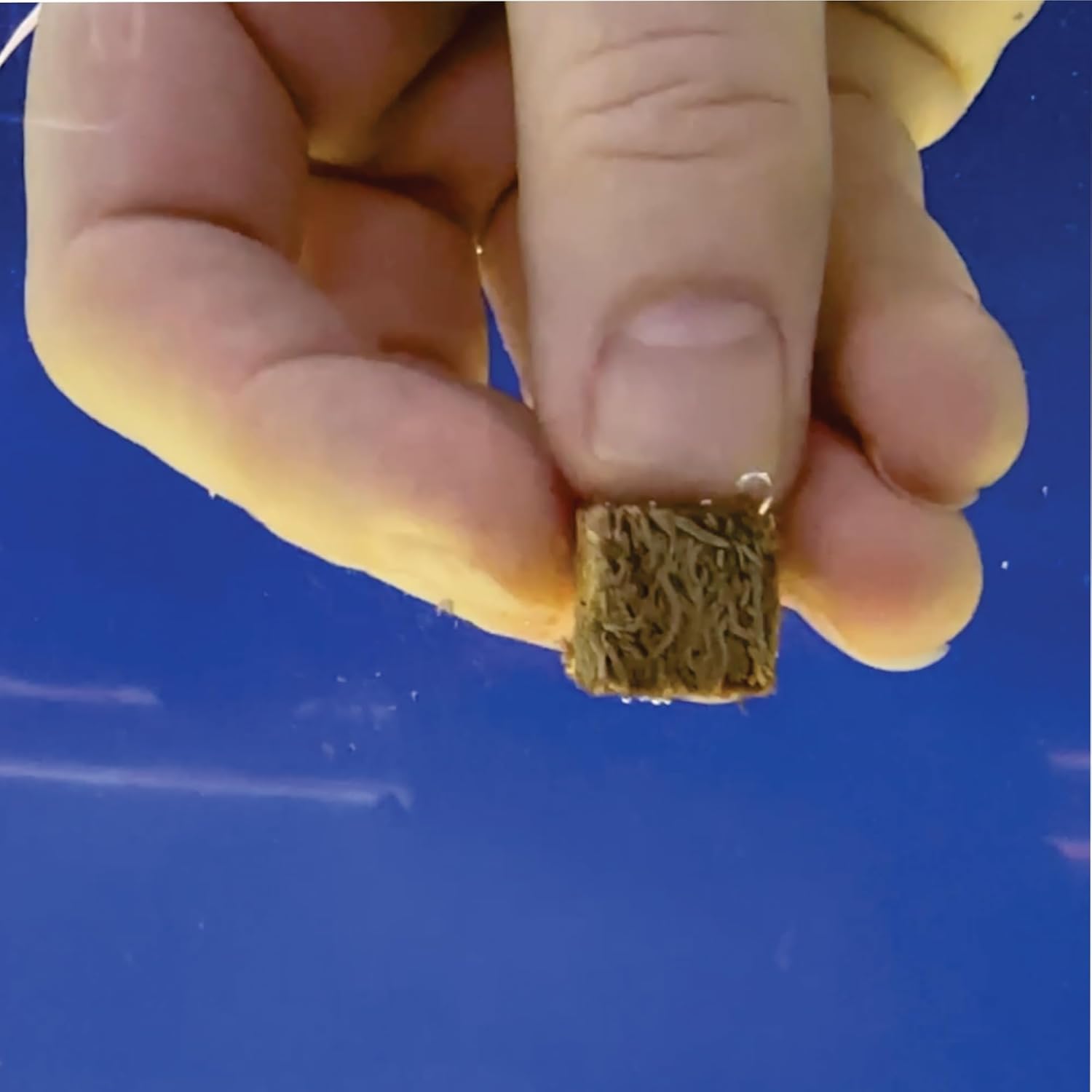 Freeze Dried Blackworms with Color Boost - Great for Tropical & Marine Aquariums - High Protein, No Preservatives - Live Blackworms Replacement (25 Grams) 7 61zWg2O2QcL. AC SL1500 - supfishing.co.uk
