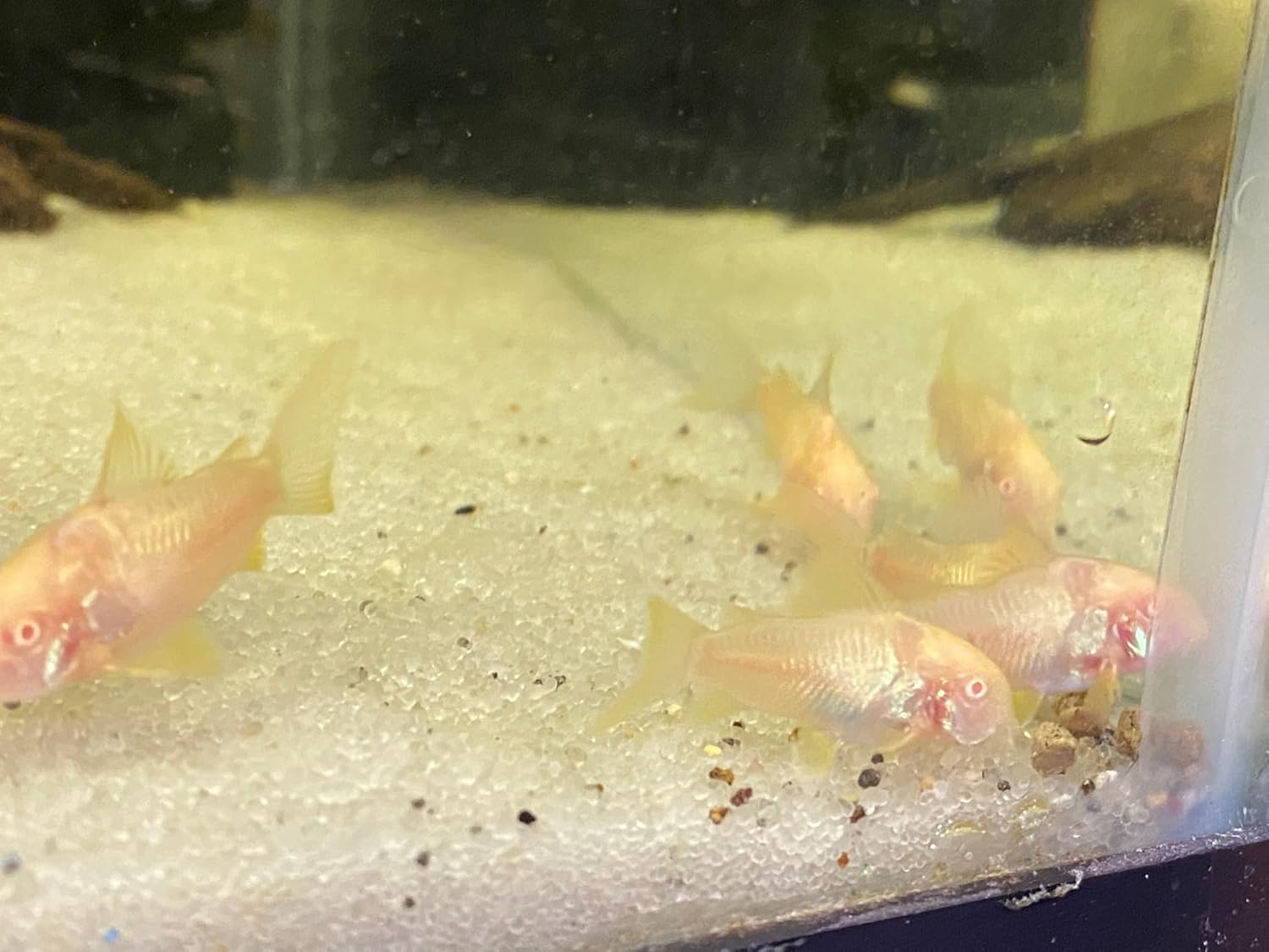ABF Super Catfish & Bottom Feeder Mix with Soft BITS #7 ABF154 (Variety, 5oz) 16 71CgbUNsR7L. AC SL1500 - supfishing.co.uk