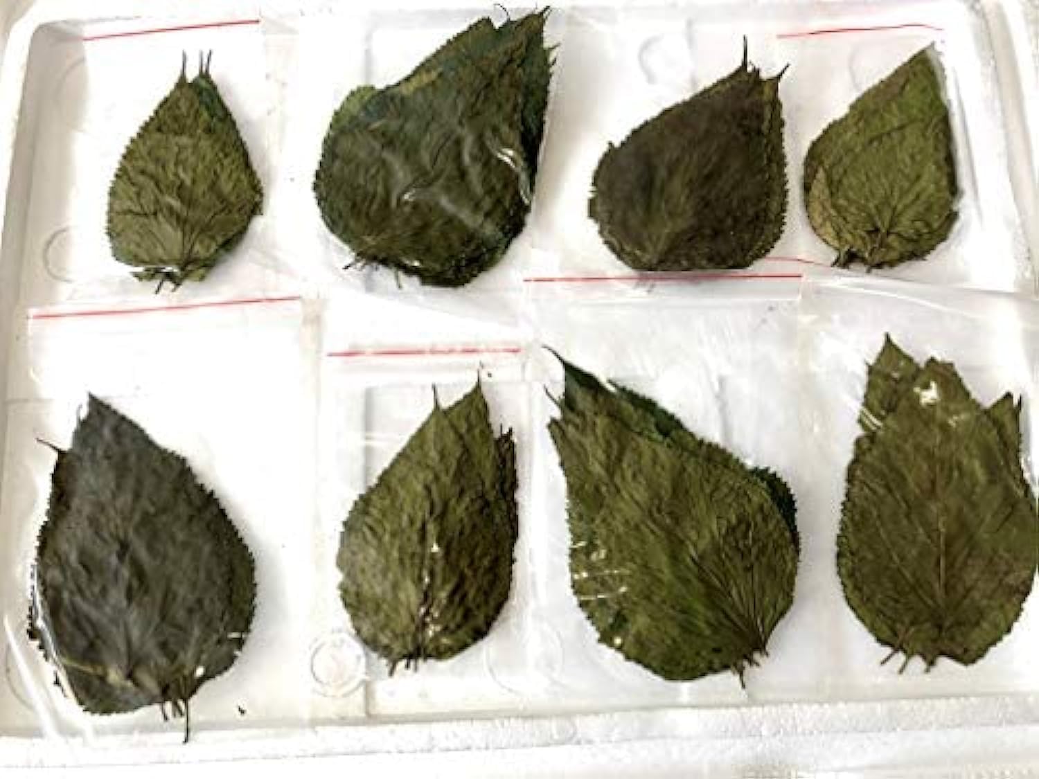 Dry Mulberry Leaves Organic Protein Food Crystal Red Cherry Shrimp Aquarium (10 Leaves) 1 71W6iESqQ9L. AC SL1500 - supfishing.co.uk