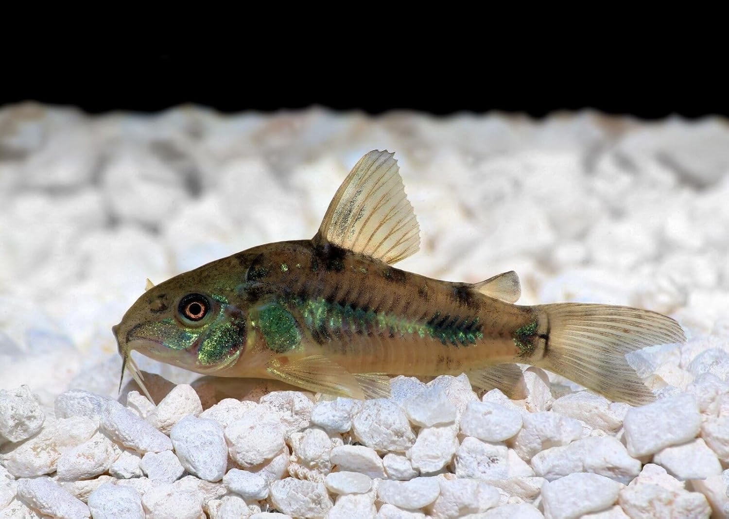 ABF Super Catfish & Bottom Feeder Mix with Soft BITS #7 ABF154 (Variety, 5oz) 4 71hfIV3cpHL. AC SL1500 - supfishing.co.uk