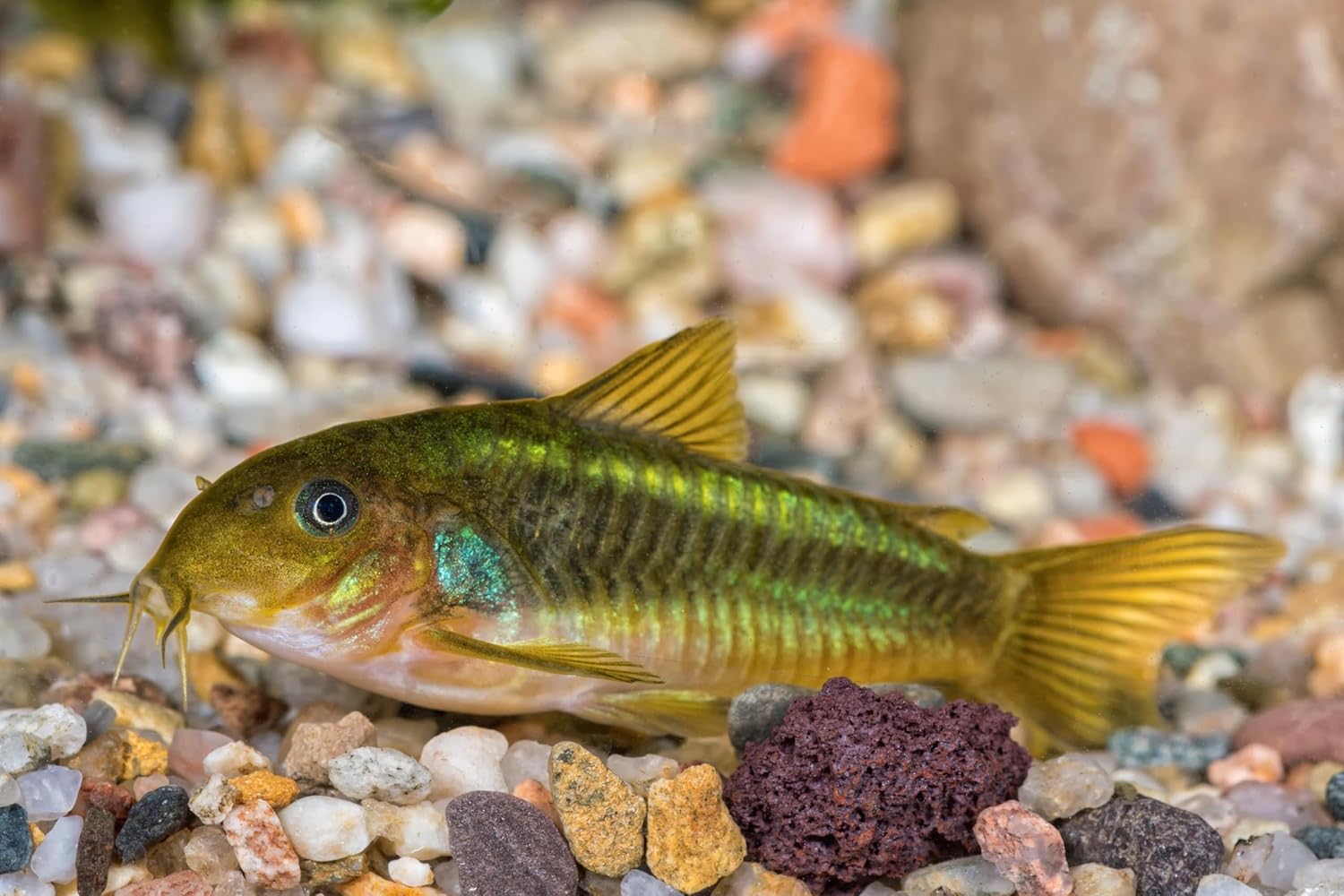 ABF Super Catfish & Bottom Feeder Mix with Soft BITS #7 ABF154 (Variety, 5oz) 5 817AyXp6gBL. AC SL1500 - supfishing.co.uk